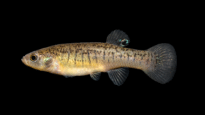 Marsh Killifish - Fundulus confluentus