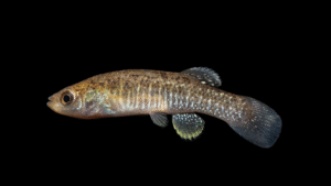 Marsh Killifish - Fundulus confluentus