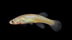 Barrens Topminnow - Fundulus julisia