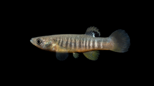 Spotfin Killifish - Fundulus luciae