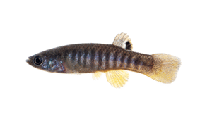 Spotfin Killifish - Fundulus luciae