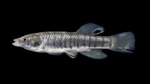 Striped Killifish - Fundulus majalis