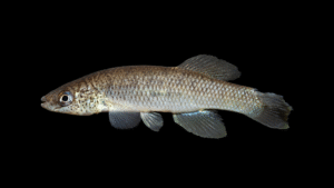 Speckled Killifish - Fundulus rathbuni