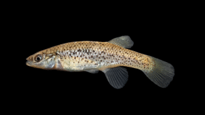 Speckled Killifish - Fundulus rathbuni