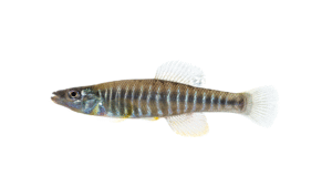 Waccamaw Killifish - Fundulus waccamensis
