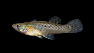 Eastern Mosquitofish - Gambusia holbrooki