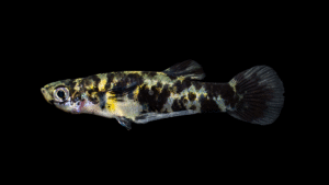 Eastern Mosquitofish - Gambusia holbrooki