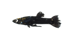 Eastern Mosquitofish - Gambusia holbrooki