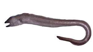 Sharktooth Moray - Gymnothorax maderensis