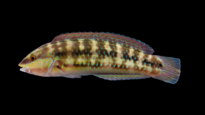 Slippery Dick - Halichoeres bivittatus