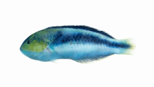 Yellowcheek Wrasse - Halichoeres cyanocephalus