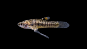 Least Killifish - Heterandria formosa
