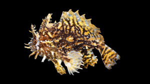 Sargassum Fish - Histrio histrio