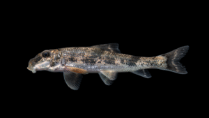 Northern Hogsucker - Hypentelium nigricans