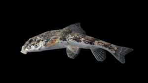 Roanoke Hog Sucker - Hypentelium roanokense