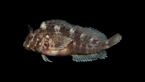 Crested Blenny - Hypleurochilus geminatus