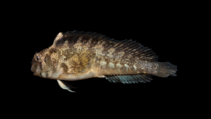 Freckled Blenny - Hypsoblennius ionthas