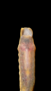 Mountain Brook Lamprey - Ichthyomyzon greeleyi
