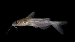 Channel Catfish - Ictalurus punctatus