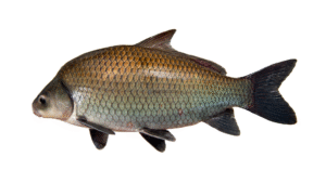 Smallmouth Buffalo - Ictiobus bubalus