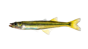 Green Silverside - Labidesthes vanhyningi