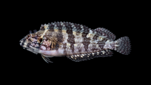 Masquerader Hairy Blenny - Labrisomus conditus