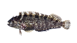 Masquerader Hairy Blenny - Labrisomus conditus