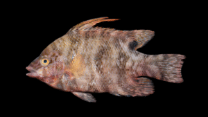 Hogfish - Lachnolaimus maximus