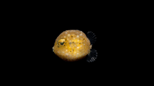 Buffalo Trunkfish - Lactophrys trigonus