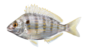 Pinfish - Lagodon rhomboides