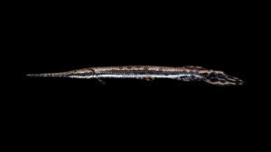 Longnose Gar - Lepisosteus osseus
