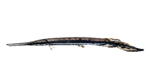 Longnose Gar - Lepisosteus osseus