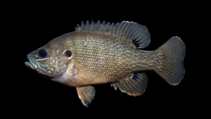 Green Sunfish - Lepomis cyanellus