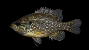 Warmouth - Lepomis gulosus
