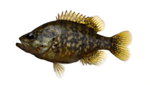 Warmouth - Lepomis gulosus