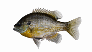 Bluegill - Lepomis macrochirus
