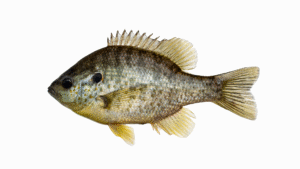Redear Sunfish - Lepomis microlophus