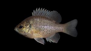 Spotted Sunfish - Lepomis punctatus