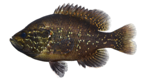 Warmouth - Lepomis gulosus