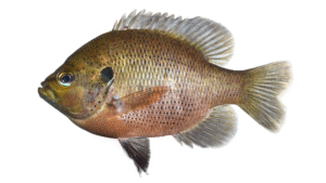 Spotted Sunfish - Lepomis punctatus
