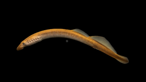 American Brook Lamprey - Lethenteron appendix