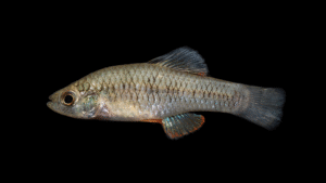 Rainwater Killifish - Lucania parva