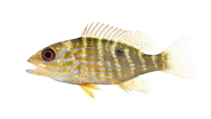 Mutton Snapper - Lutjanus analis