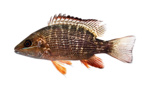 Grey Snapper - Lutjanus griseus