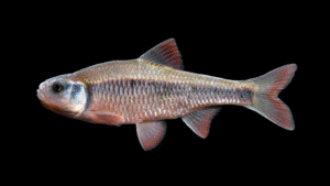 White Shiner - Luxilus albeolus
