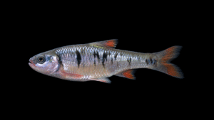 Crescent Shiner - Luxilus cerasinus