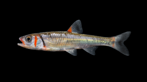 Warpaint Shiner - Coccotis coccogenis
