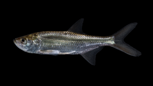 Tarpon - Megalops atlanticus