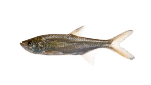 Atlantic Tarpon - Megalops atlanticus