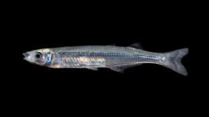 Rough Silverside - Membras martinica